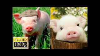 Le bébé cochon se réveille - vidéo drôle de cochons - compilation 2020 - ca
