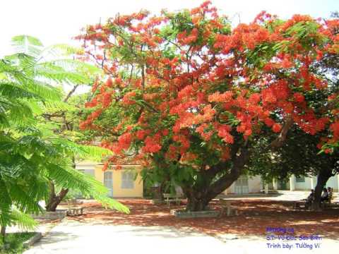 Phượng ca Sheet - Tường Vi