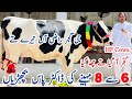 Usman Gujjar | HF Cows And Heifers | 6 to 8 Month pregnant Heifers For sale in Punjab | 26 May 2024