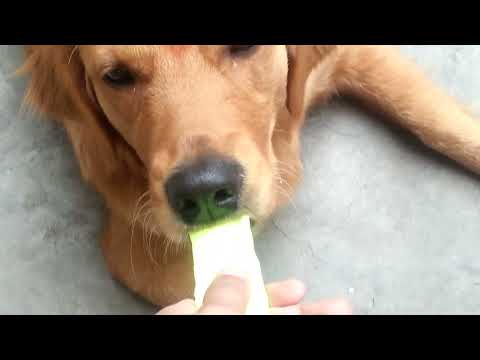 Coco's first vlog 📲