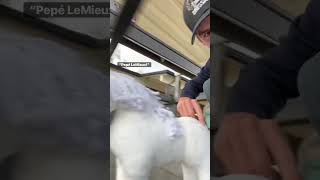 A new pony joined our program at Donadt Dressage! Meet Pepé LeMieux #horsesandhumor #pony #shorts