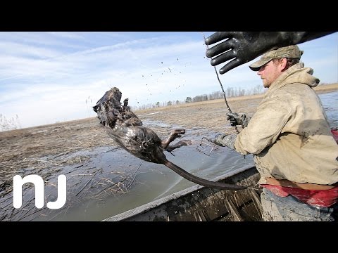 Muskrat is the main course - from N.J. marsh to the dinner table