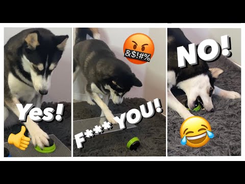 Dog Tries Talking Buttons | GONE WRONG