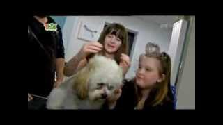 Cute Dog Grooming with Ruby, Amber and Ted!