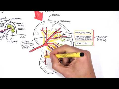 Anatomie und Physiologie der Milz