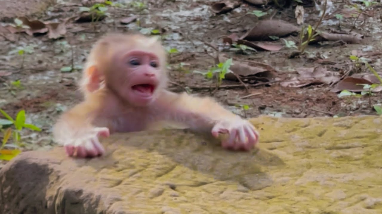 Oh god Help// Baby Lynx stuck from a rock
