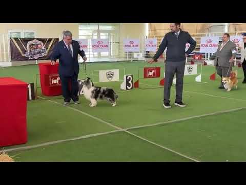 GRUPO 1 Club Canófilo de la Sultana del Norte