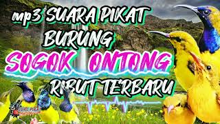 Download lagu mp3 suara pikat sogon ribut. dan anak sogon... semua burung auto ngumpul mp3