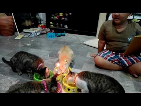 Mylittleraptors' First Birthday 31/07/16