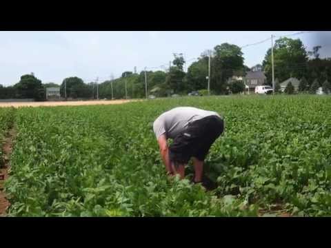 2015 Post 390 Farm to Post Honoring Ward's Berry Farm of Sharon, MA