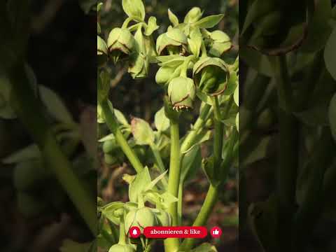 5 heimische Frühblüher im März (plus Bonus), die Insekten wirklich retten - Gartenexpedition #shorts