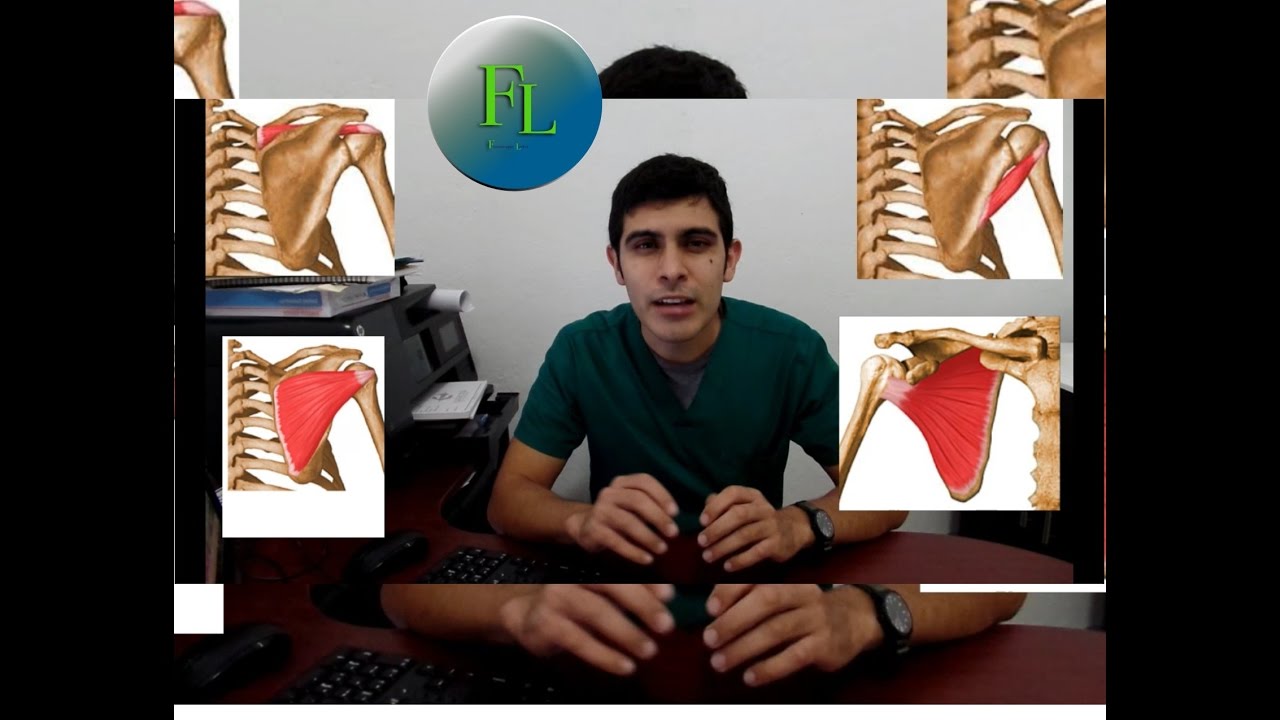 Manguito rotador/ que músculos lo conforman