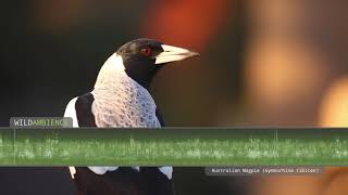 Australian Magpie Song &amp; Call  - The sounds of Australian magpies singing in the Aussie bush