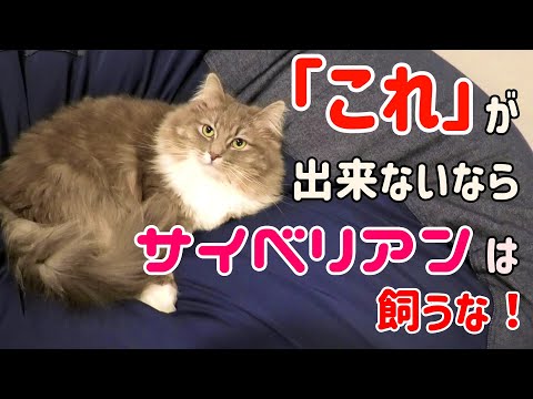 With a Luffy【Siberian cat Luffy】