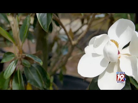 Garden Tips: Southern Magnolia