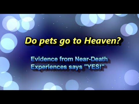 Do Pets Go To Heaven? Why, YES!