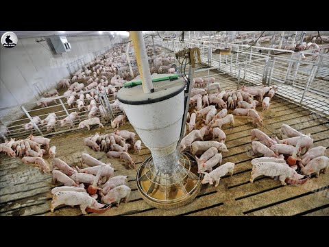 Granja de Cerdita - Cómo las agricultoras estadounidenses crían millones de lechones
