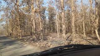 preview picture of video 'Jim Corbett National Park'