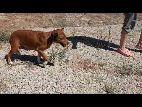 Vídeo de LARA