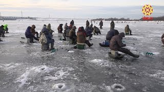 Клев берша в чебоксарах