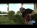 Botanical Garden In Fort Pierce Seeks To Protect Rare Bonsai Plants In Frigid Weather