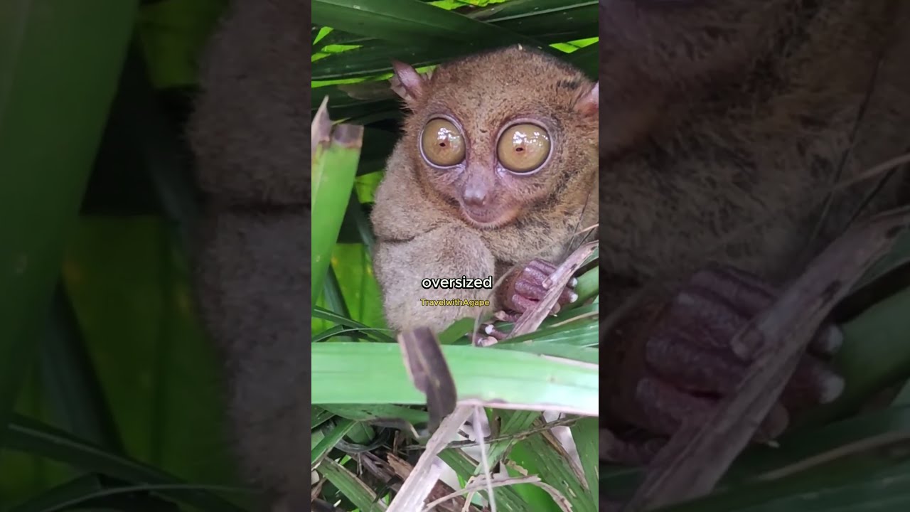 YouTube Short thumbnail