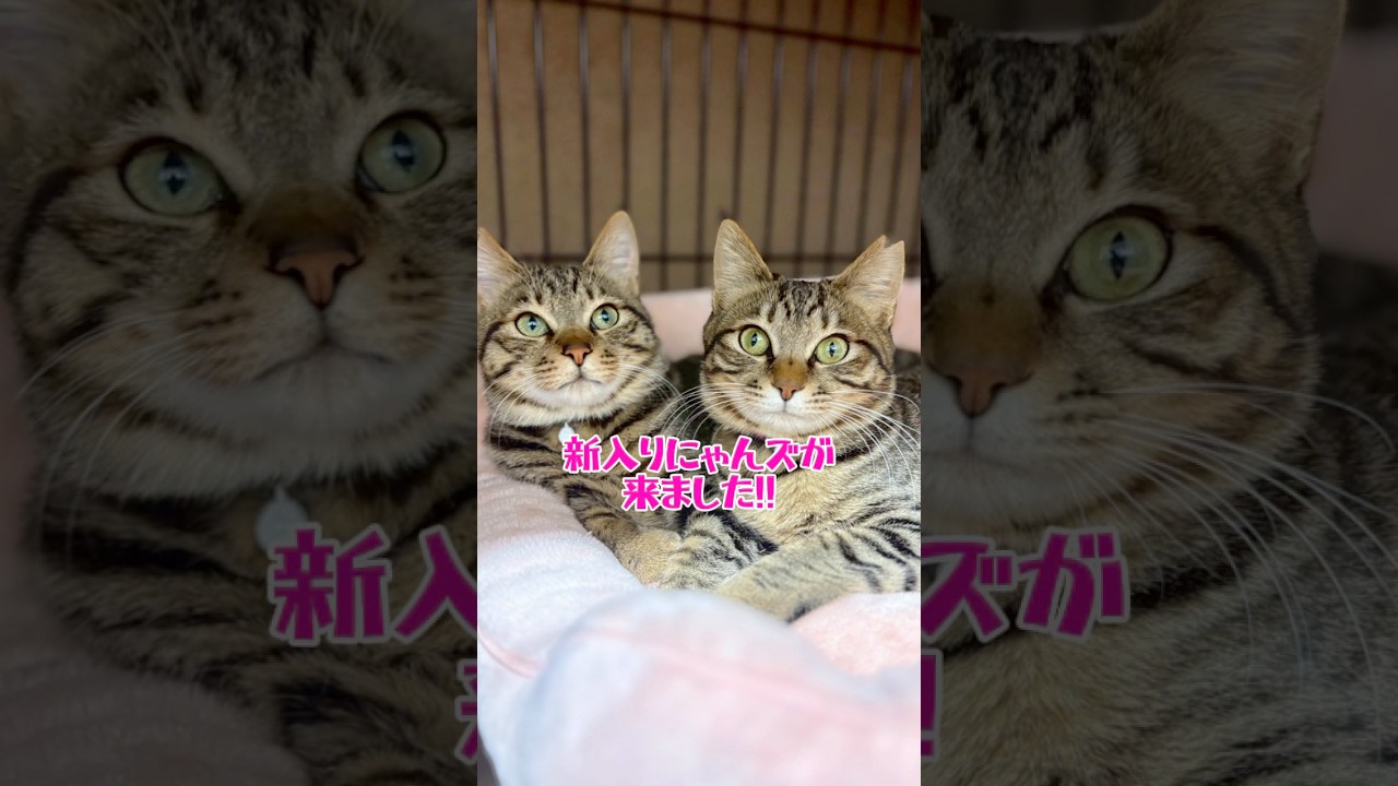 はじめまして♡昨日来たばかりの翠と蓮です😍11ヶ月のそっくり兄妹をよろしくお願いします💕 #保護猫 #cat #猫のいる暮らし #ねこ