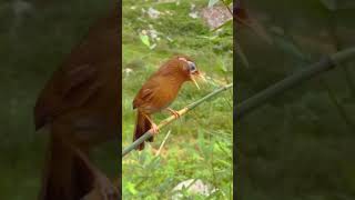 Download lagu kicauan poksay mandarin #youtubeshorts #poksaymandarin mp3 Download lagu kicauan poksay mandarin #youtubeshorts #poksaymandarin mp3