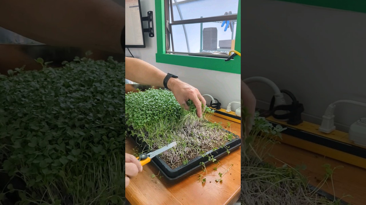 Harvesting our purple sprouting #microgreens trial...