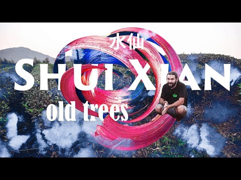 Wuyishan. A note about old Shui Xian tea bushes.