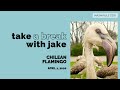Instagram Live Replay Take A Break With Jake Chilean Flamingos