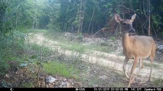 Trail Cam Tuesday - October 3, 2023