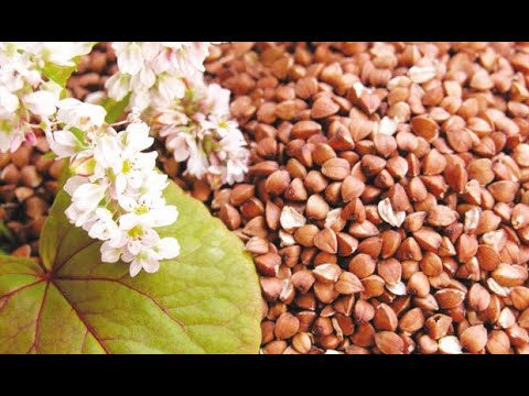 NEUNIŠTIVO ŽITO  SPREČAVA RAK, DIJABETES, SRČANE I PROBAVNE PROBLEME Prof. dr Mihajlović