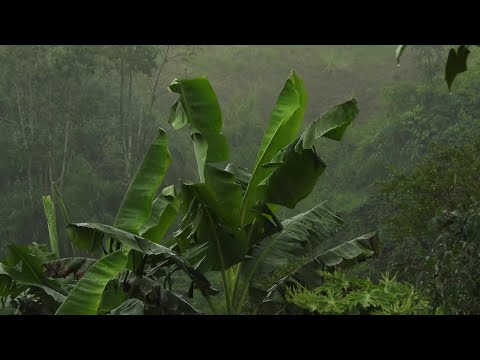 Duerma Instantáneamente en 7 Minutos con Sonido de Lluvia en el campo - Lluvia Relajante para Dormir