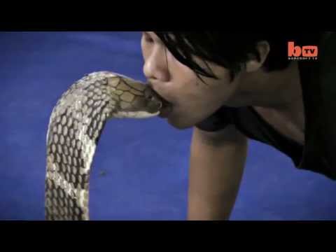 El Beso de La muerte (Man Kisses King Cobra).