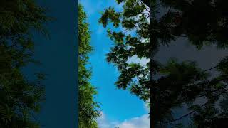 Download lagu Chahun Main Ya Naa Full Video Song Aashiqui 2 | Aditya Roy Kapur, Shraddha Kapoor mp3 Download lagu Chahun Main Ya Naa Full Video Song Aashiqui 2 | Aditya Roy Kapur, Shraddha Kapoor mp3