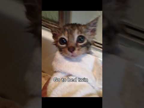 Send this to a friend who is currently doom scrolling 🫣#cat#funny#fyp#shorts#splicky_spicy