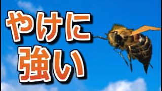 【SkyrimAE】ペラペラ盗っ人キャット Part10【ゆっくり実況プレイ】