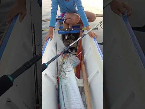 15kgs King Mackerel caught in jigging using Katsuri Masaru blue pink zebra 250g jig lure