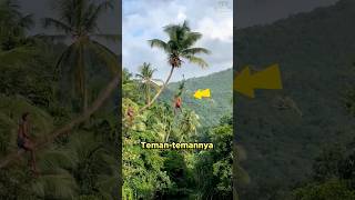 Download lagu Terjatuh dari Pohon Kelapa #shorts mp3