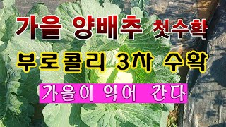 [텃밭농부 1,723]  가을양배추 첫수확하고, 부로콜리 3차 수확. #양배추재배 #부로콜리재배