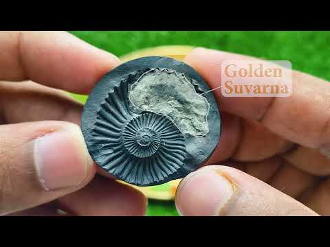 Chakra Suryanarayan Sudarshan Dhaari Small Shaligram video