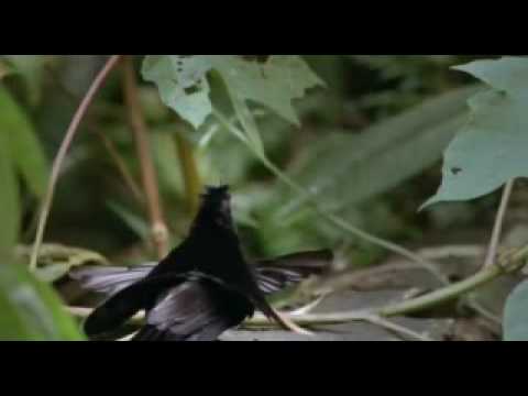 Cennet Kuşları.flv