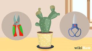How to Save a Dying Cactus