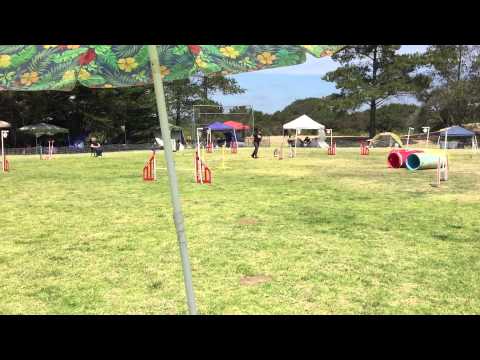 Tracy and Quimblee - Advanced Snooker (16") - 2015-04-18