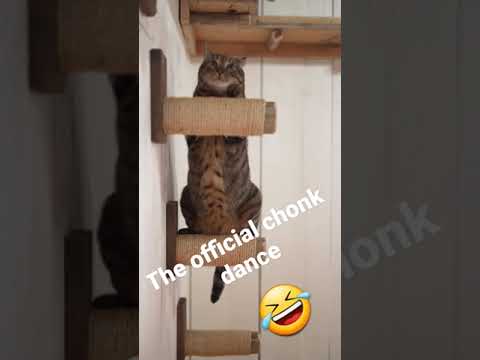 The Fat Chonk Dance #shorts #chonk