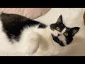 Playing With My Tuxedo Cat Oreo Watch Her Aggressively Attack The String While Lying On Back