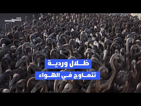 فيديو | الأمطار تعيد الحياة لأكبر مستعمرة فلامنغو في إسبانيا