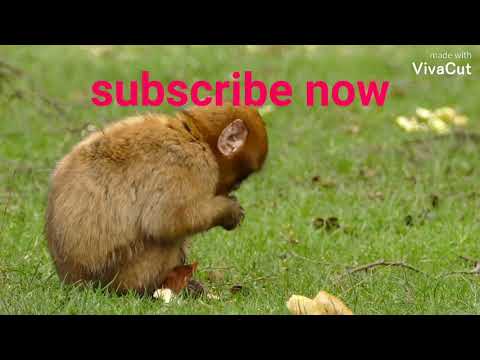 National Geographic Documentary about Monkeys Wildlife in the Jungle