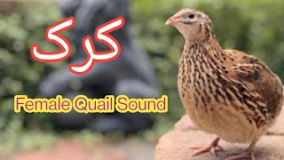Download lagu madi batair ki awaz|femalee common quail|kirak| mp3